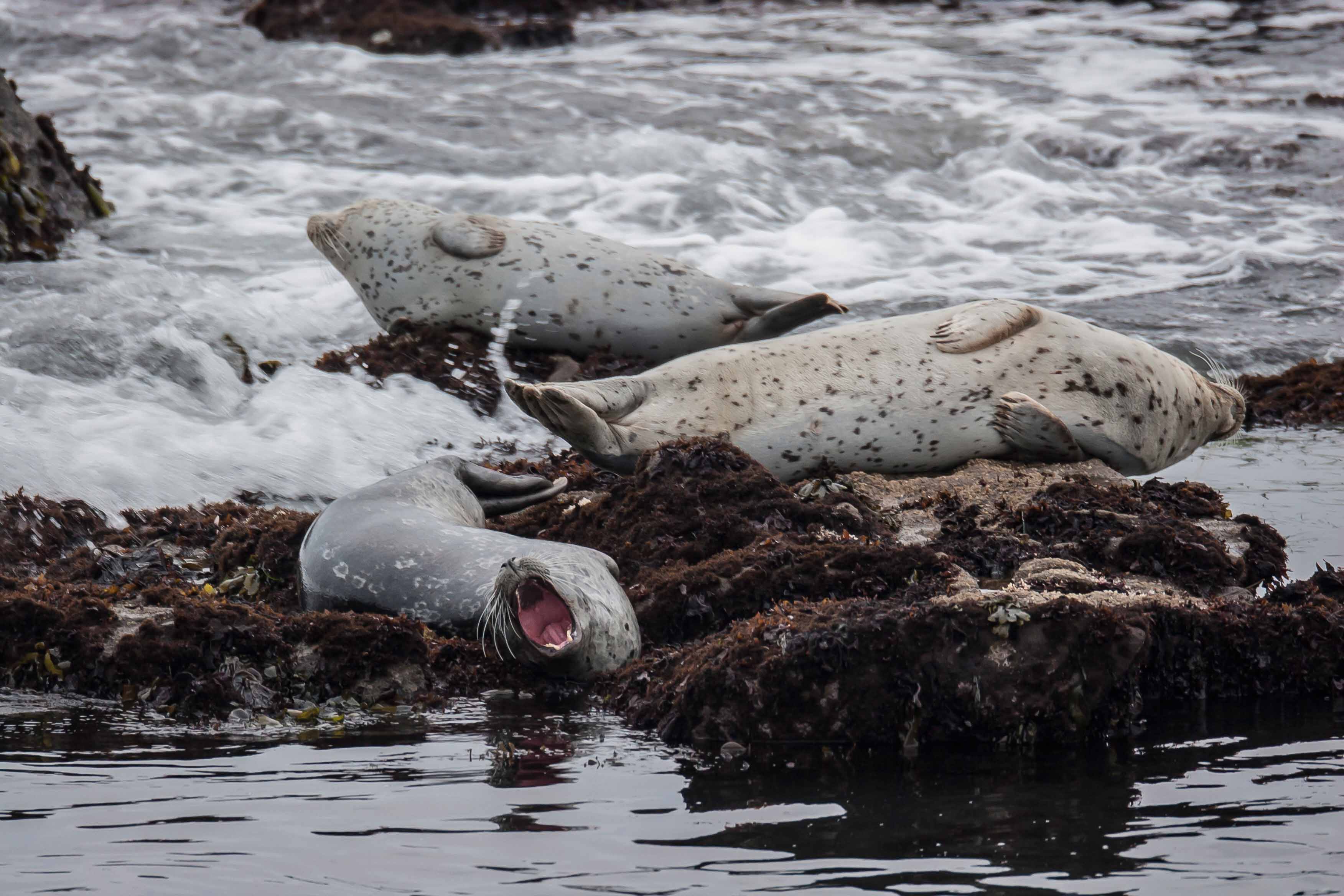 Bean Hollow Beach Seals