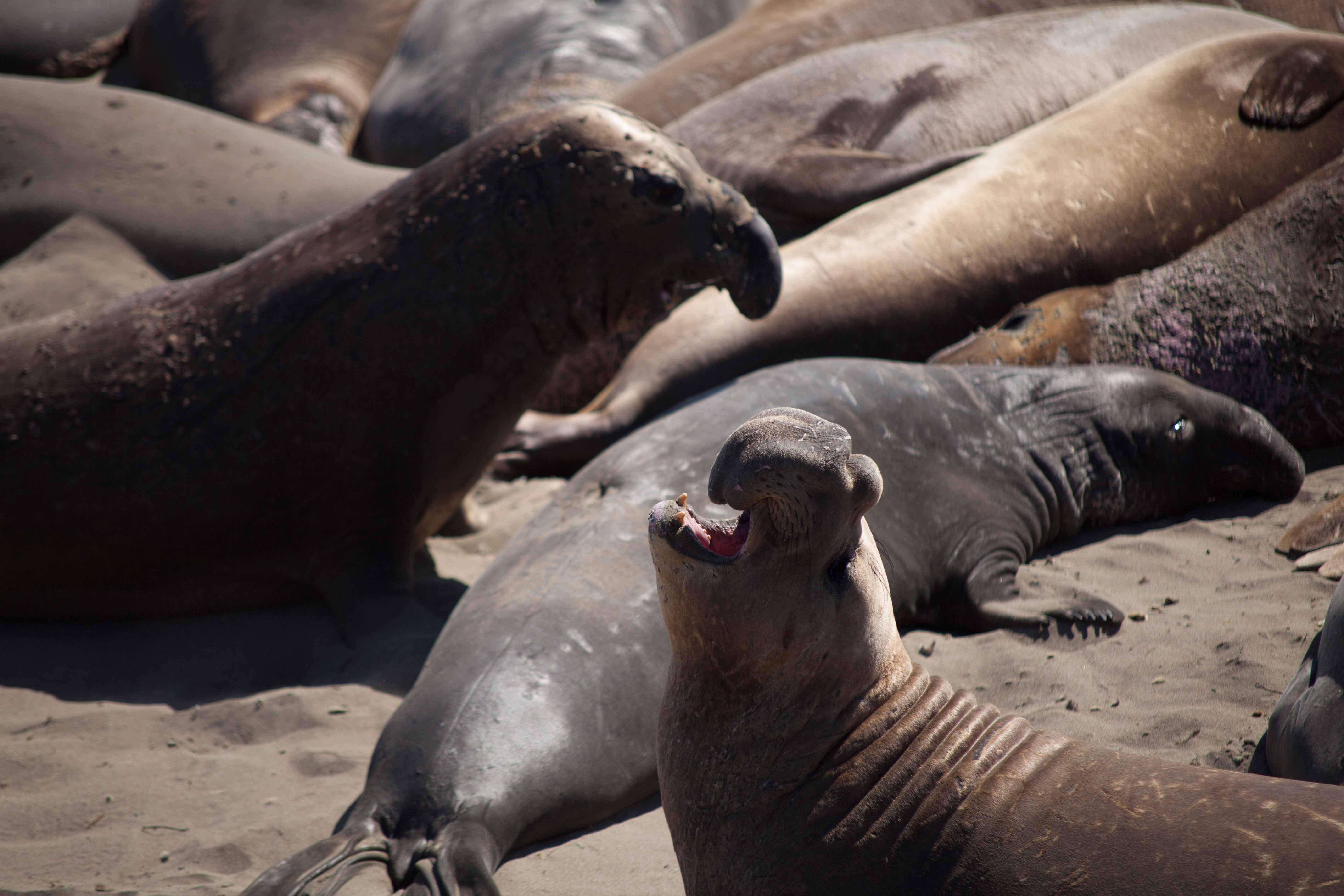 Elephant Seals San Simeon