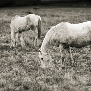 Horse Image